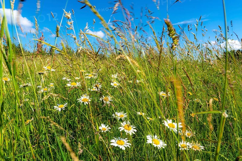 Landscape, pasture with tall grass, daisies, summer in Hochsauerlandkreis, North Rhine-Westphalia. Germany