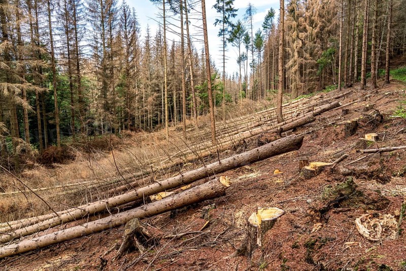 Forest dieback in Arnsberg Forest, northern Sauerland, dead spruce trees, partly cleared forest, felled deadwood, North Rhine-Westphalia, Germany, Europe