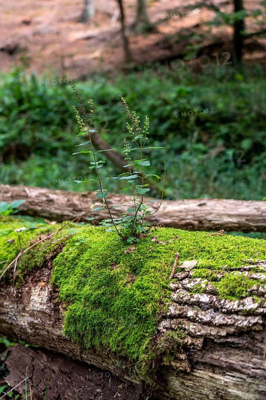 Plants, mosses growing on a dead, fallen tree, spruce, sage-gamander plant, in the Arnsberg Forest, Sauerland North Rhine-Westphalia, Germany, Europe