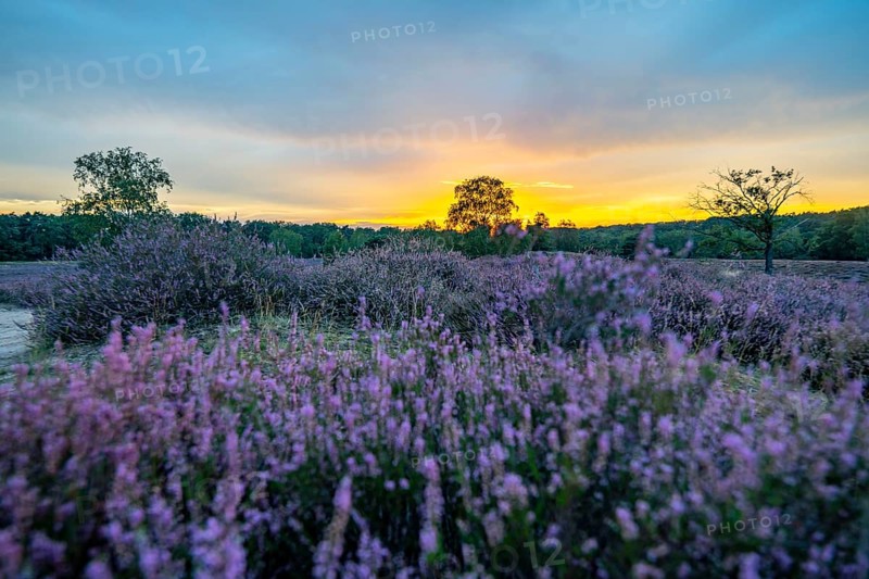 The Westruper Heide, in the Hohe Mark Westmünsterland nature park Park, near Haltern am See, heather blossom, North Rhine-Westphalia, Germany, Europe