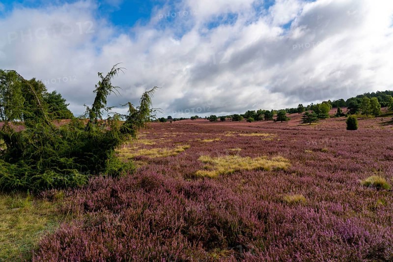 Flowering heath, heather and juniper bushes, near Wilseder Berg, in the Lüneburg Heath nature reserve, Lower Saxony, Germany, Europe