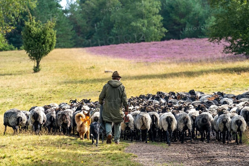 Heidschnucken herd, in the Höpener Heide, Schneverdingen, heather blossom of the broom heather, in the Lüneburg Heath nature reserve, Lower Saxony, Germany, Europe