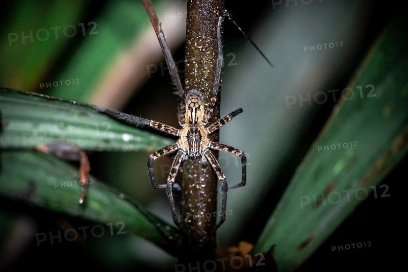 Getazi comb spider or Getazi banana spider (Cupiennius tazi), adult male sitting on a branch at night, at night in the tropical rainforest, Refugio Nacional de Vida Silvestre Mixto Bosque Alegre, Alajuela province, Costa Rica, Central America
