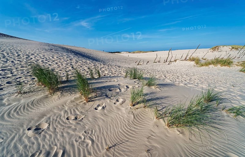 Dune landscape around the Lontz Dune, Wydma Lacka, the largest travelling dune on the Polish Baltic coast. It is located in the Slowinski National Park and is part of the UNESCO Slowinksi Biosphere Reserve. Leba, Pomerania, Poland, Europe