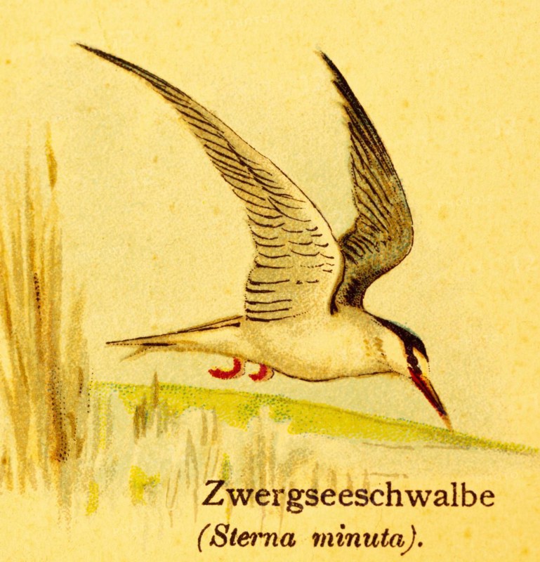 Little tern (Sternula albifrons) in flight, habitat, water, lakeshore, reeds, World of Birds, historical illustration 1890