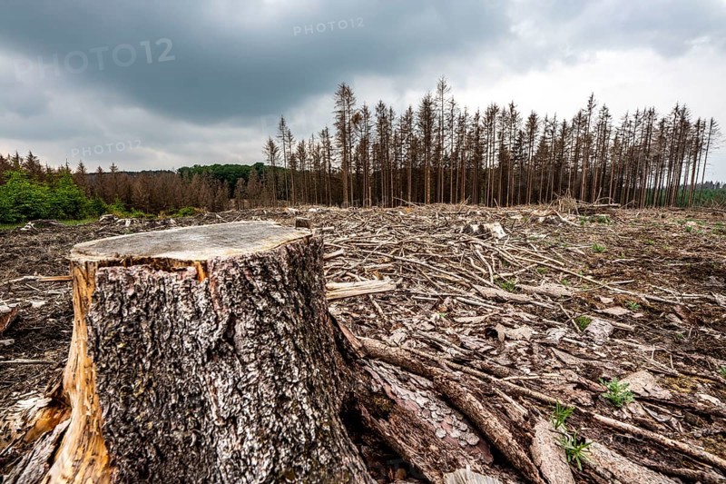 Forest dieback in the Arnsberg Forest nature park Park, over 70 per cent of the spruce trees are diseased, damaged, mostly by the bark beetle, which was able to spread due to drought and heat, climate change, attempts are being made to adapt the forest to climate change by replanting other tree species, near Hirschberg, North Rhine-Westphalia, Germany, Europe