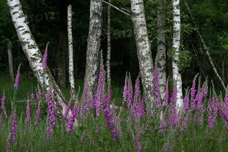 Common foxglove (Digitalis purpurea) and birch trees (Betula pendula), Lower Rhine, North Rhine-Westphalia, Germany, Europe