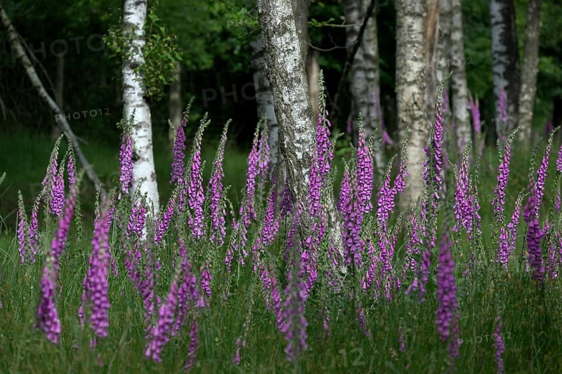 Common foxglove (Digitalis purpurea) and birch trees (Betula pendula), Lower Rhine, North Rhine-Westphalia, Germany, Europe