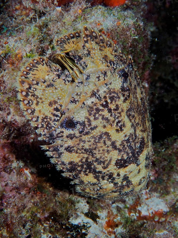 Camouflage-coloured marine creature with detailed texture and patterning, American bear crab (Scyllarus americanus), on rocks, dive site John Pennekamp Coral Reef State Park, Key Largo, Florida Keys, Florida, USA, North America
