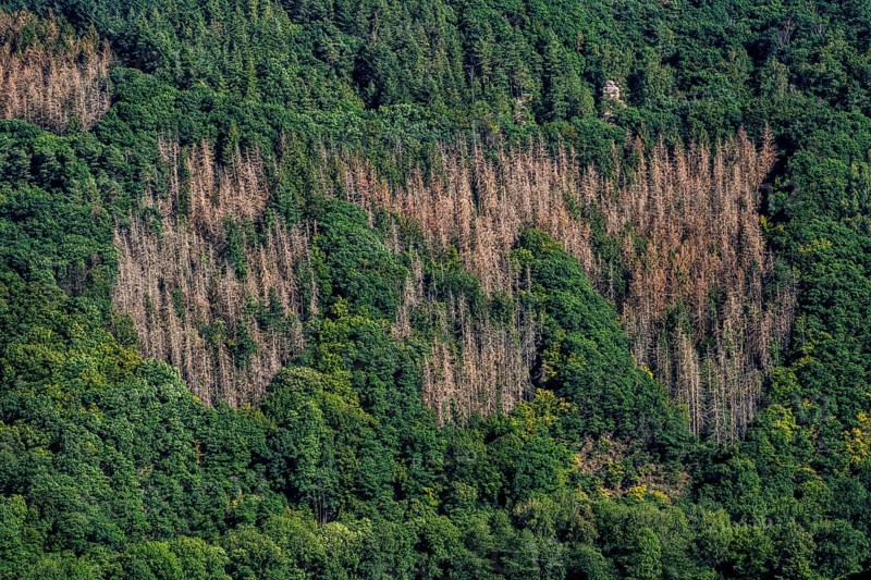 Forest dieback, dead spruce trees, landscape in the Rureifel, near Nideggen, Düren district, North Rhine-Westphalia, Germany, Europe