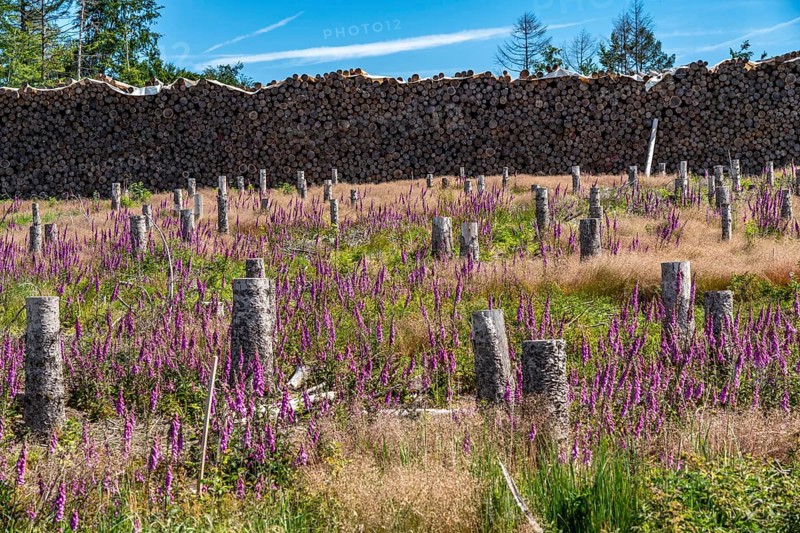 Cleared forest in the Eggegebirge, near Lichtenau, Paderborn district, site of a spruce forest that had died due to heavy bark beetle infestation and was felled, the tree stumps are intended to provide protection and nutrients for new, planted trees, Common foxglove growing, North Rhine-Westphalia, Germany, Europe