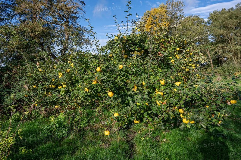 Quince tree (Cydonia oblonga) with ripe fruit in an orchard, Mecklenburg-Western Pomerania, Germany, Europe