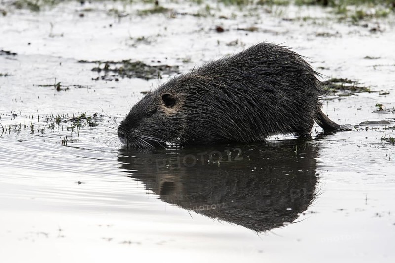 Nutria (Myocastor coypus), Emsland, Lower Saxony, Germany, Europe