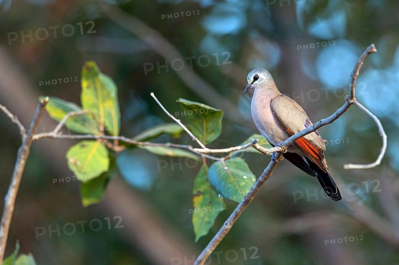 Black-billed wood dove (Turtur abyssinicus), on perch, Tendaba camp / Tendaba photo hid, Kwinella, South Bank, Gambia, Africa