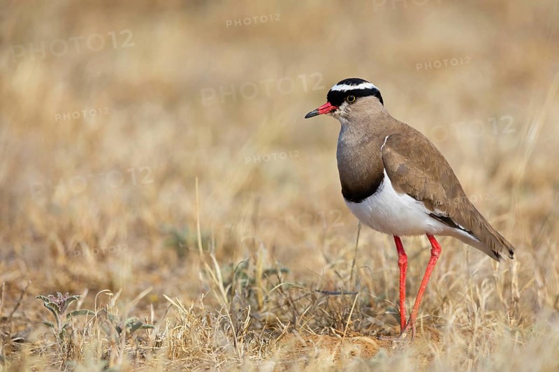 Crowned Lapwing, (Vanellus coronatu), Wakkerstrom surroundings, Wakkerstrom, Mpumalanga, South Africa, Africa