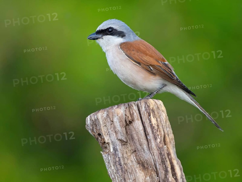Red-backed shrike, red-backed shrike, thorn-backed shrike, family of shrikes, (Lanius collurio), male, Hockenheim, Baden-Württemberg, Germany, Europe