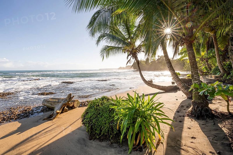 Sea and Caribbean sandy beach with palm trees at sunrise, sun star, Caribbean coast, Playa Negra, Cahuita, Limón province, Costa Rica, Central America
