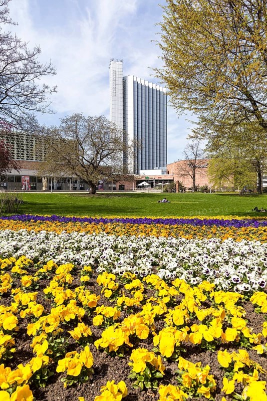 Spring planting with pansies (viola) in the city centre with visual axis to the civic hall and the Kongresshotel, Chemnitz, Saxony, Germany, Europe