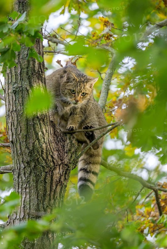 European wildcat or forest cat (Felis silvestris) in the wildcat enclosure at the Thayatal National Park House, Hardegg, Lower Austria, Austria, Europe