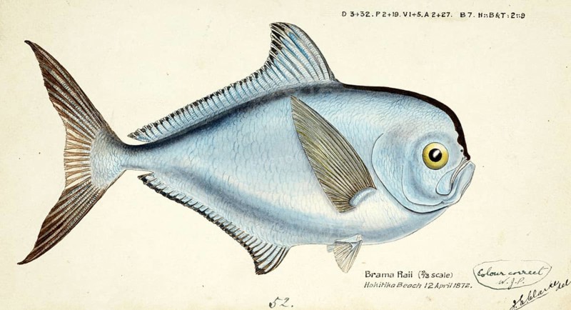 Bream mackerel, Brama brama, a fish of the sea bream family, fish, reproduction of an original, by Frank Edward Clarke (b. 1849, d. 1899), ichthyologist and scientific draughtsman