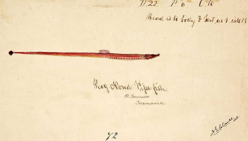 The Greater pipefish, Syngnathus acus, The greater pipefish, fish, reproduction of an original, by Frank Edward Clarke (b. 1849, d. 1899), ichthyologist and scientific draughtsman
