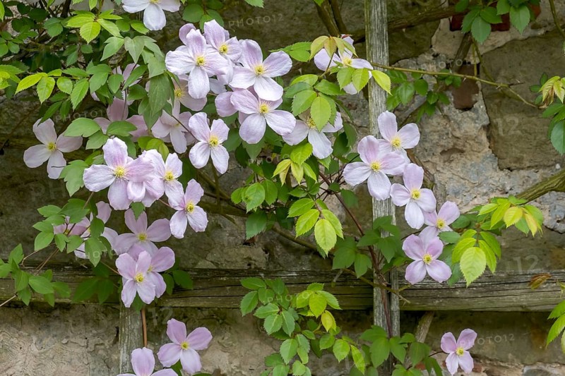 Clematis montana (Clematis montana Tetrarose) on a wooden trellis in front of a sandstone wall, Münsterland, North Rhine-Westphalia, Germany, Europe