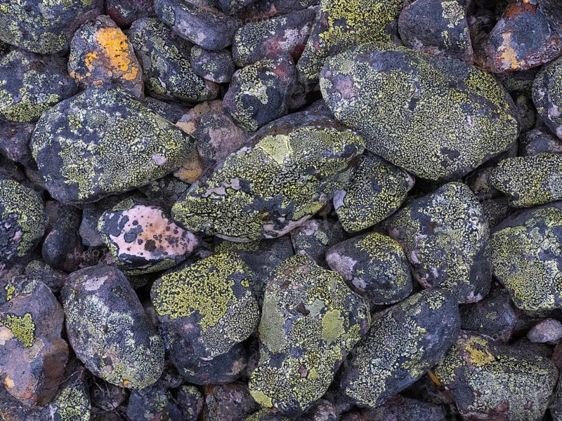 Stones, forming ancient, tidal shoreline, covered in lichen, Varanger National Park, Varanger Fjord, May, Norway, Europe