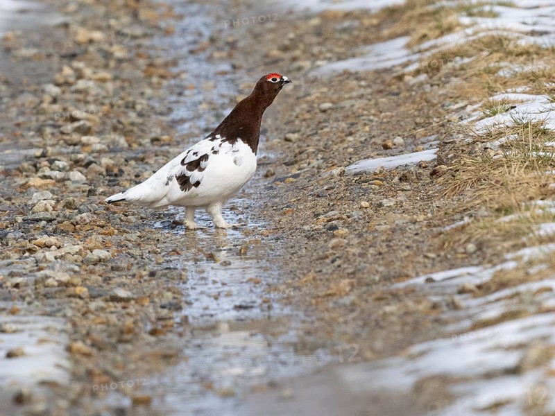 Willow ptarmigan (Lagopus lagopus) male in summer plumage, displaying, walking across snow covered track, May, Finnish Lapland