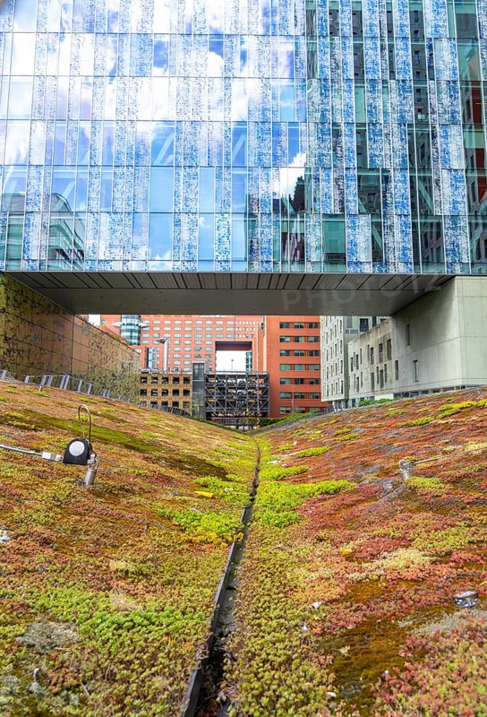 Green spaces around buildings, here at Hogeschool Inholland Rotterdam, plant beds at passageways, green walls and roofs, Rotterdam, Netherlands