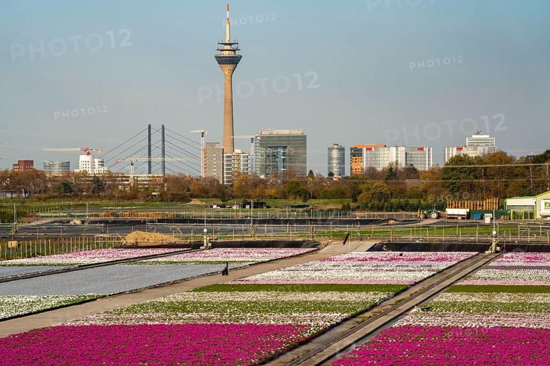 Nursery, plant breeding, ornamental plants growing in flower pots, outdoors, Düsseldorf-Volmerswerth, skyline of Düsseldorf city centre, Germany, Europe