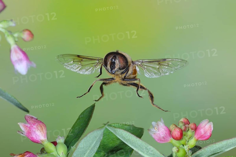 Dung bee or dronefly (Eristalis tenax), in flight, between the flowers of the common snowberry (Symphoricarpos albus), highspeed nature photo, flight photo, wildlife, insects, hoverflies, Siegerland, North Rhine-Westphalia, Germany, Europe