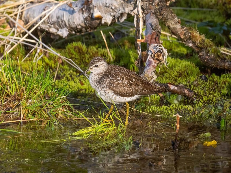 Wood Sandpiper (Tringa glareola), resting at the edge of a marsh, June, Finnmark, Norway, Europe