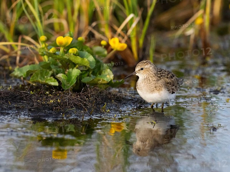 Temminck's Stint (Calidris temminckii), foraging at edge of stream, Finnmark, Norway, Europe