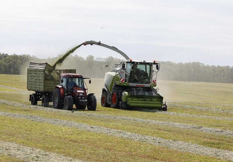 Forage harvesting on an organic farm A forage harvester transports the chopped forage grass into a trailer, Müncheberg, 02/06/2020