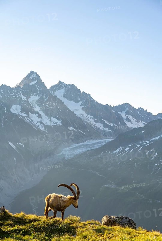 Alpine ibex (Capra ibex), adult male, in front of a mountain landscape in the morning light, behind mountain peak Aiguille d'Argentiere of the Mont Blanc massif, Aiguille Rouges, Chamonix, France, Europe