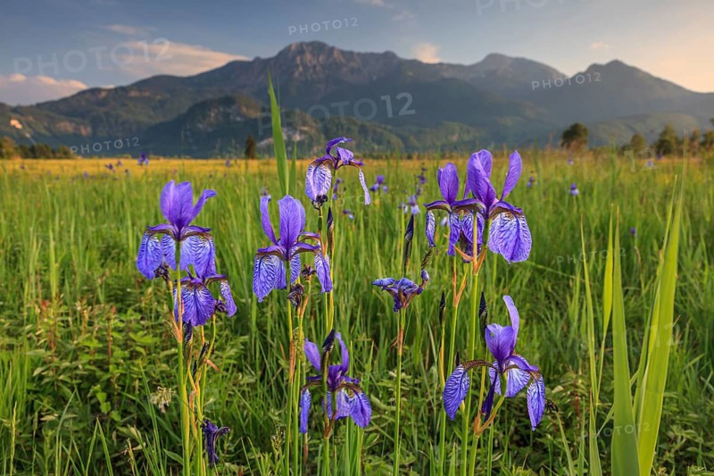 Irises, flowers, evening light, mood, spring, Loisach-Lake Kochel moor, view of Herzogstand, Heimgarten, Alpine foothills, Bavaria, Germany, Europe