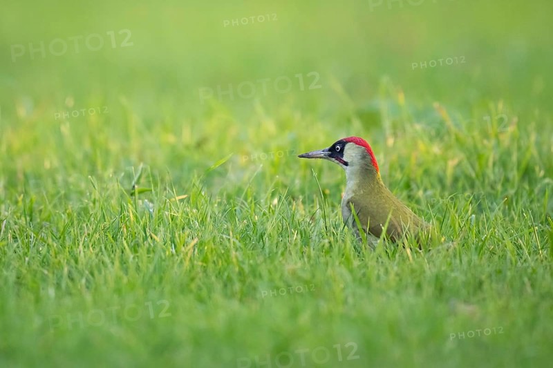 Green woodpecker (Picus viridis), young bird foraging in meadow, Rosensteinpark, Stuttgart, Baden-Württemberg, Germany, Europe