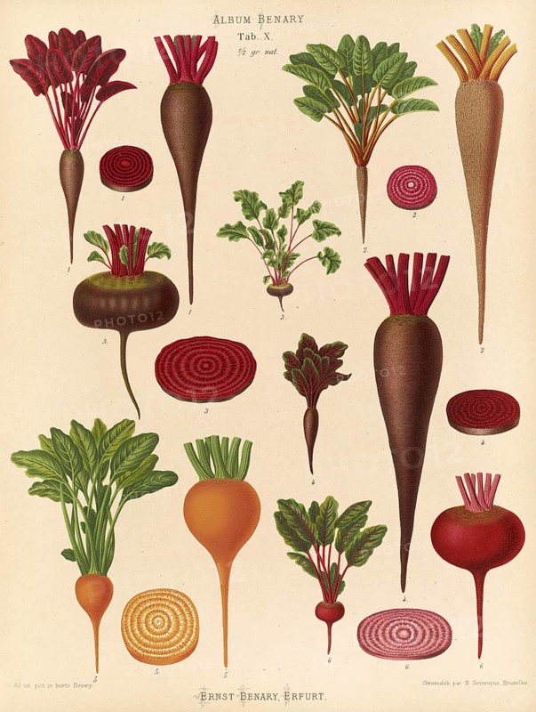 Vegetables, beetroot and turnips, after Ernst Samuel Benary (10 November 1819, 19 February 1893), Hessian horticulturalist, Historical, digitally restored reproduction from a 19th century original, Record date not stated