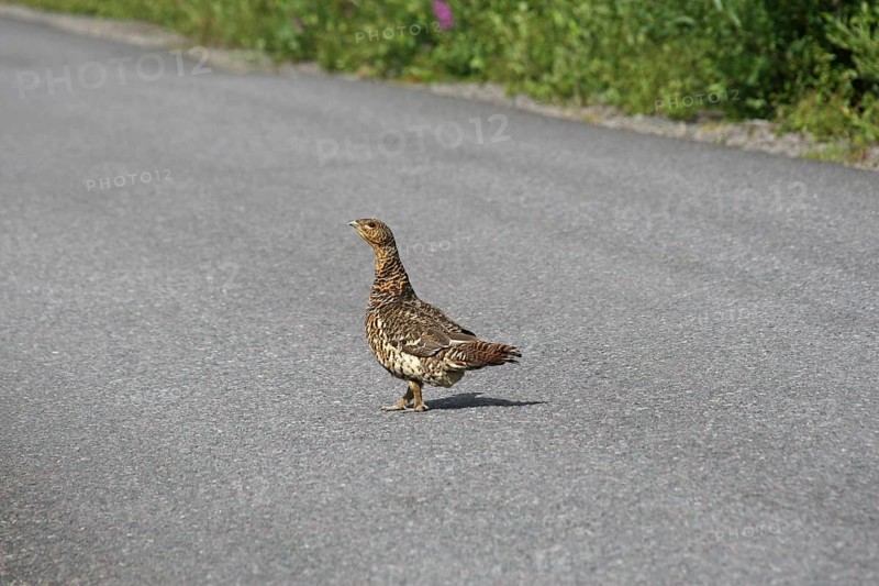 Capercaillie (Tetrao urogallus) hen crossing forest road, Lapland, Sweden, Europe Lapland/Sweden, Sweden, Europe