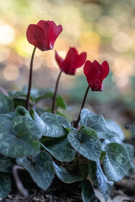 Cyclamen hederifolium or Neapolitan cyclamen (Cyclamen hederifolium), Emsland, Lower Saxony, Germany, Europe
