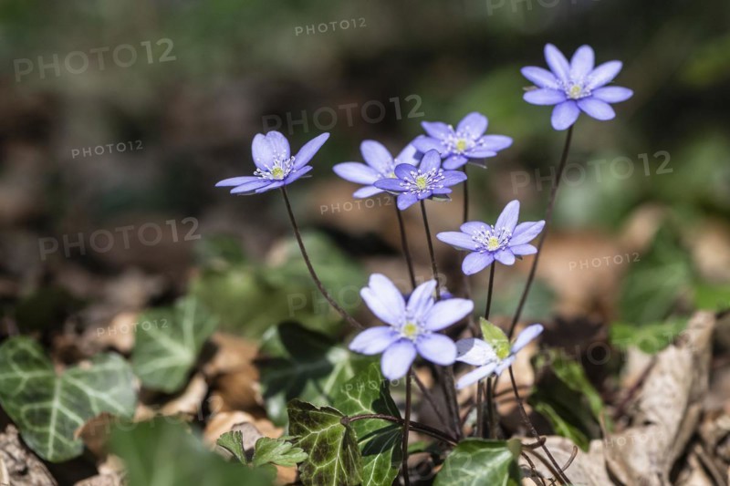 Liverwort (Hepatica nobilis), North Rhine-Westphalia, Germany, Europe