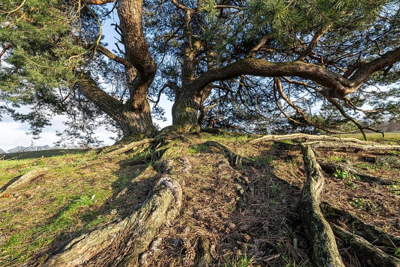 Old Scots pine (Pinus sylvestris), Emsland, Lower Saxony, Germany, Europe