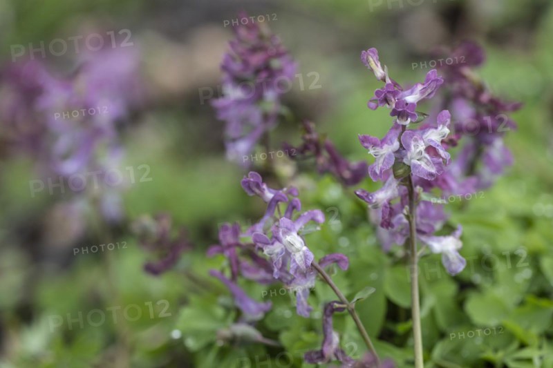 Hollow larkspur (Corydalis cava), Bad Iburg, Lower Saxony, Germany, Europe