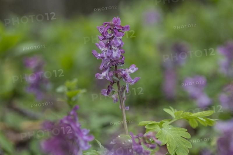 Hollow larkspur (Corydalis cava), Bad Iburg, Lower Saxony, Germany, Europe