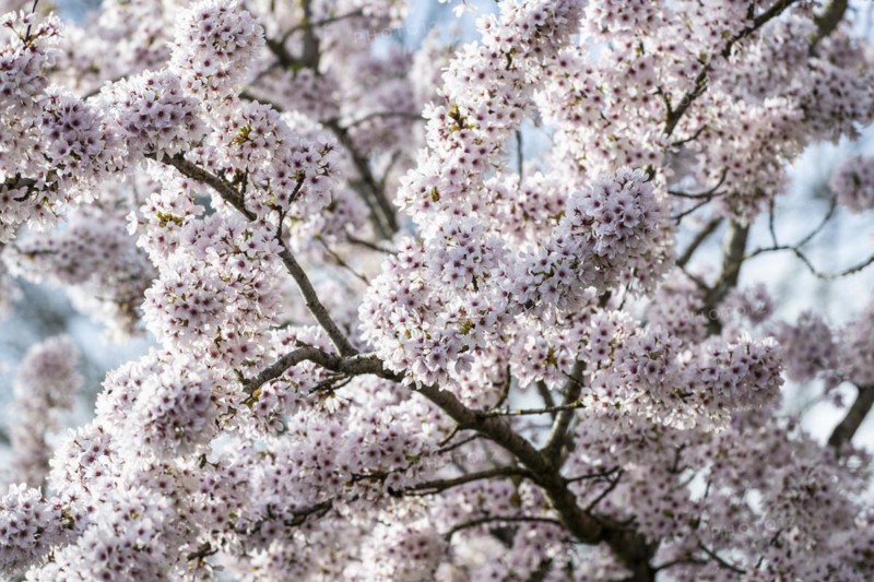 Japanese cherry (Prunus serrulata), Province of Drenthe, Netherlands