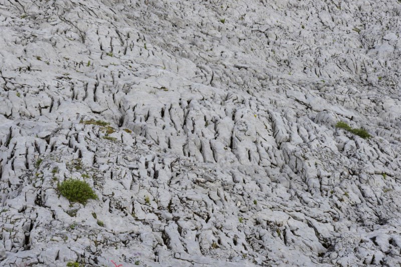 Gottesacker plateau, karst landscape, Kleinwalsertal, Vorarlberg, Allgäu Alps, Austria, Europe