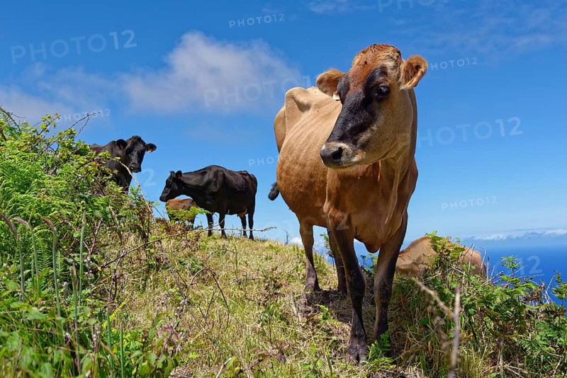 Curious cow looking into the camera on a green meadow at the crater rim of Caldeira das Sete Cidades with blue sky over the Atlantic Ocean, Lagoa Azul, circular hiking trail, Caldeira das Sete Cidades, Sete Cidades, Sao Miguel Island, Azores, Portugal, Europe