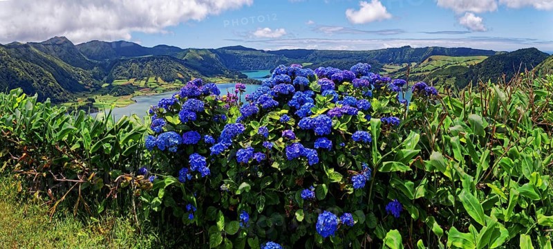 Clear view of the crater lake Lagoa Azul with a steep edge, in the focus is a bush of blue hydrangea, Lagoa Azul, circular hiking trail, Caldeira das Sete Cidades, Sete Cidades, Sao Miguel Island, Azores, Portugal, Europe