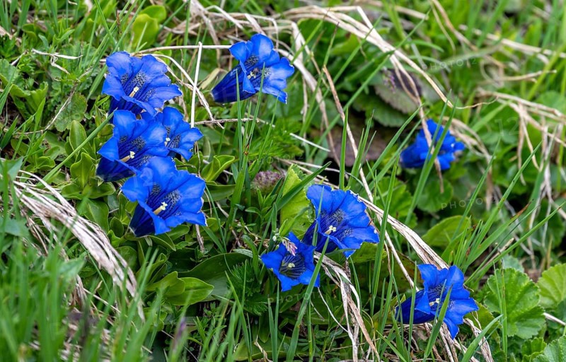 Stemless gentian (Gentiana clusii) Lime gentian, flowering in a mountain meadow, Zillertal Alps, Tyrol, Austria, Europe