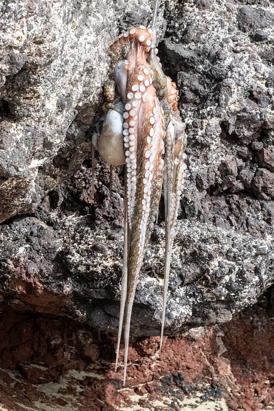 Caught octopus (Lanzarote, Canary Islands, Spain)